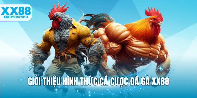Đá gà XX88 4 Giới thiệu hình thức cá cược đá gà XX88