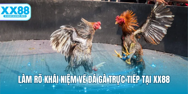 Đá Gà Trực Tiếp XX88 - Theo Dõi Chọi Kê Siêu Bùng Nổ 5 Làm rõ khái niệm về đá gà trực tiếp tại XX88